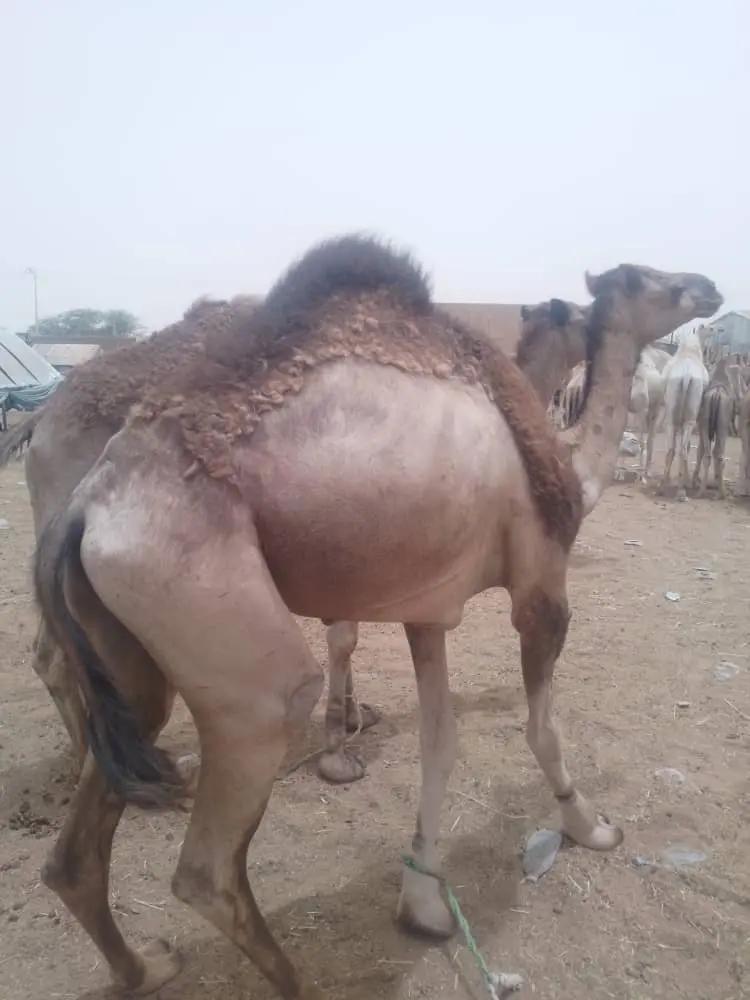 عملية توزيع منظمة في المجتمع